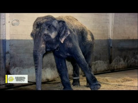 არა ცირკს! თავისუფლება ცხოველებს!  - მანიფესტი ცირკში ცხოველების გამოყვანის აკრძალვაზე