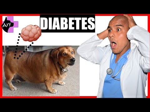 Video: Diabetes Con Cuerpos Cetónicos En Perros