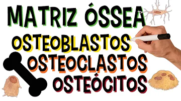 Onde são encontrados os osteoclastos?