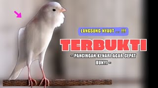 Kenari GACOR❗AMPUH Untuk PANCINGAN KENARI Paud Agar BUNYI - Kenari PAUD Belajar BUNYI