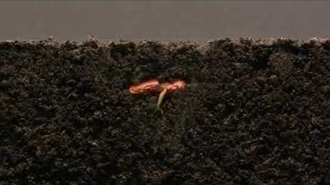Bean time  lapse 25 days./ soil crass section