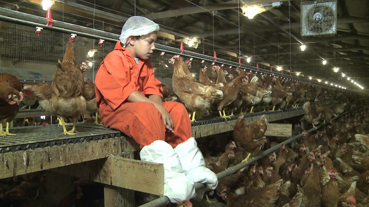 Visit Willamette Egg Farms' organic hen house - YouTube