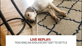 Replay: Teaching an adolescent SDiT to settle by My Service Dog and Me 2,969 views 1 year ago 30 minutes