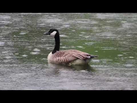 relaxing-music-and-nature---beautiful-violin-music,-background-music,-sleep-music--relaxing-nature