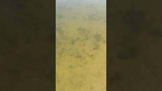 Dozens of the new fish. So happy they survived winter #sunfish #pondlife #fish #bass