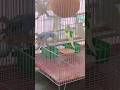 panbaiwala new song #unfrezzmyaccount #birds #vilogpigeon #azharparrot #velog