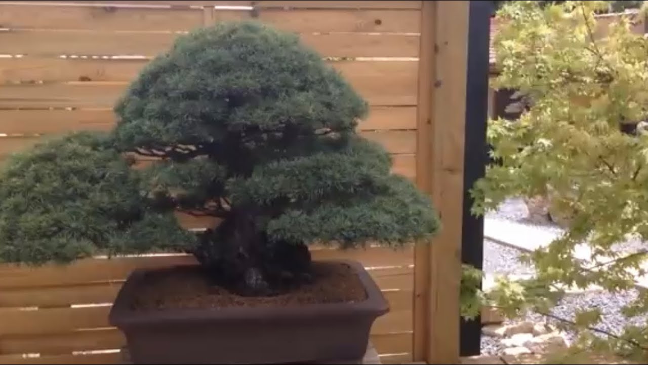 Viaje Bonsai a Madrid Laosgarden, David Benavente y Museo de Alcobendas