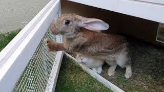 Fatih Selimin Tavşanları.yeni Tavşana Isim Arıyoruz.pamuk Arkadaşına Kavuştu,Artık Yalnız Değil