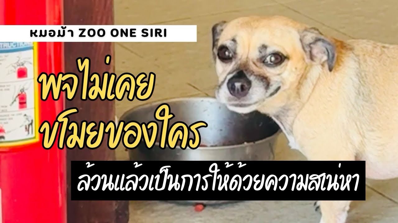 ในที่สุดพจก็มีหลักฐาน ว่าพจไม่เคยขโมยของใคร!