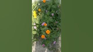 Marigold ,Mogra ,Jasmine , flowers      Sadabahar and papaya tree