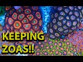 The Secret to Keeping Zoanthids
