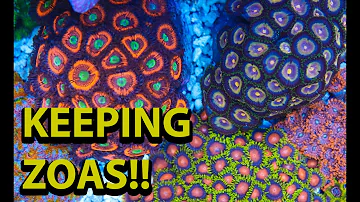 Do zoanthids like high or low light?
