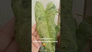 o philodendron paraíso verde é uma perfeição 🍃 #plantas #philodendron #folhagens #plantaslindas #fly