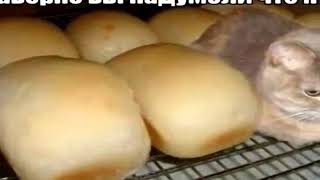 Не хлеб