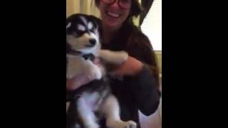 Husky puppy trying to talk