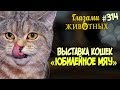 Глазами животных #314. Выставка кошек «Юбилейное мяу»