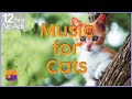 No ads 12 hours of extremely relaxing cat music