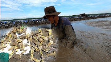 Bảo Tôm Tích Là Có Thật Nha Cả Nhà/Đat Nguyễn Cần Giờ 