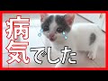 子猫が病気でした　保護猫