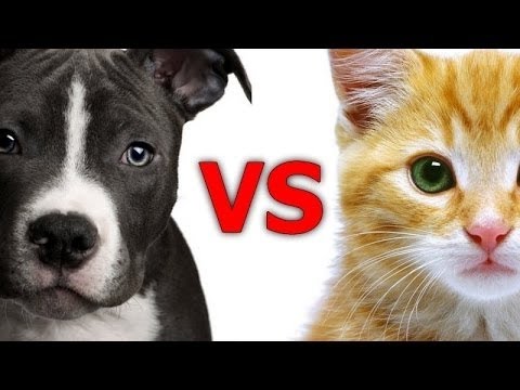 Videó: Tilozin - Háziállatok, Kutyák és Macskák Gyógyszeres és Vényköteles Listája