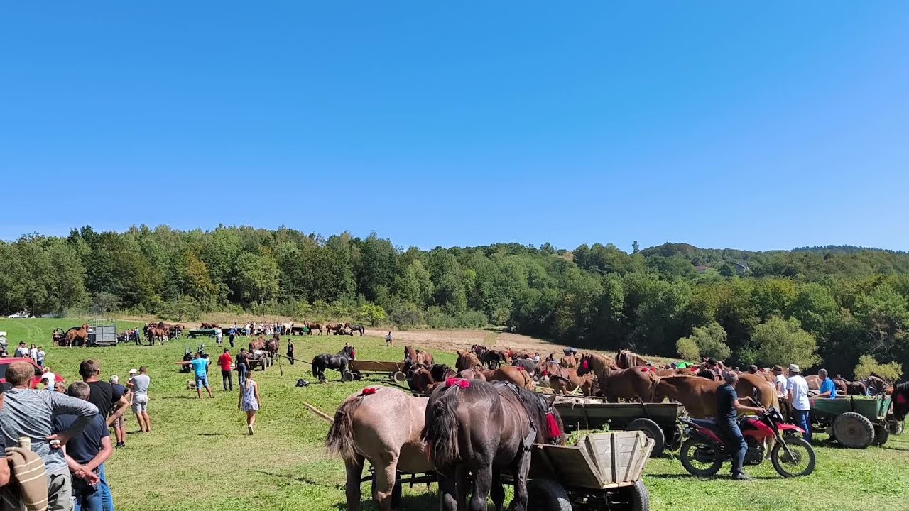 З'ЇЗД ФІРМАНІВ В СЕРЕДНЬОМУ БЕРЕЗОВІ 2025/ВИСТАВКА КОНЕЙ