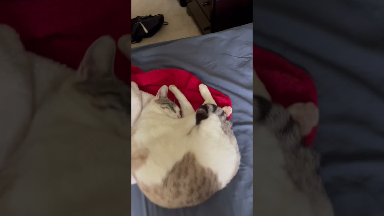 I Tried To Put Chapstick On A Cat funny viral fyp cat chapstick I Tried To Put Chapstick On A Cat funny viral fyp cat chapstick