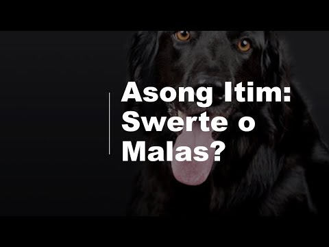 Video: 5 Mga Uri Ng Paglabas Ng Dog Eye (at Ano Ang Ibig Sabihin)