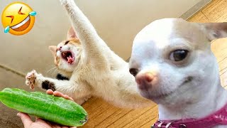 The Funniest Videos About Dogs and Cats 😁 😻   Best Funny Animal Videos 2024 viral #funny #Part 20