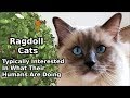 Ragdoll Cats Are Typically Interested In What Their Humans Are Doing