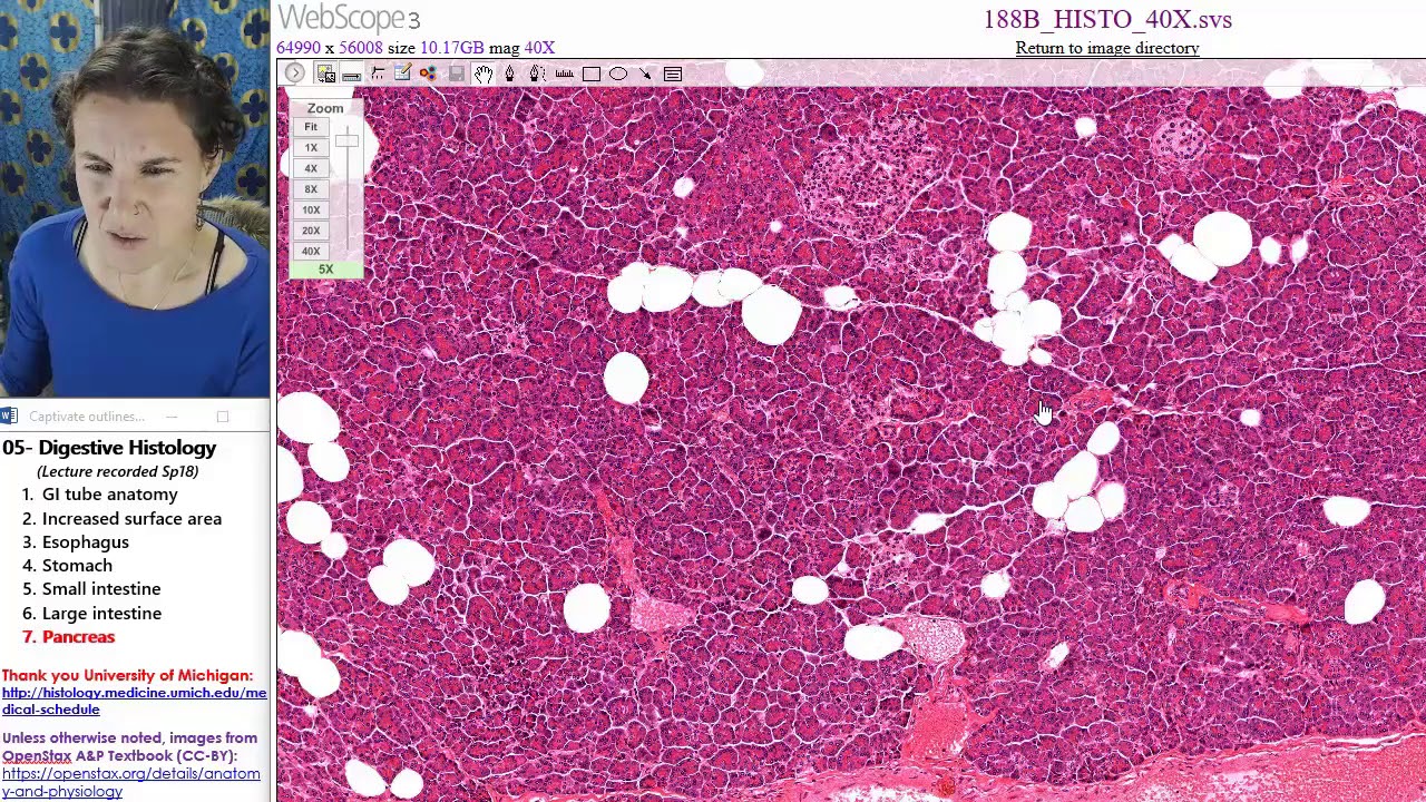camera iphone 8 plus apk histology of Pancreas