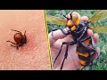 दुनिया के सबसे खतरनाक कीड़े, जो आपकी जान ले सकते है 5 Most Dangerous Insects In The World