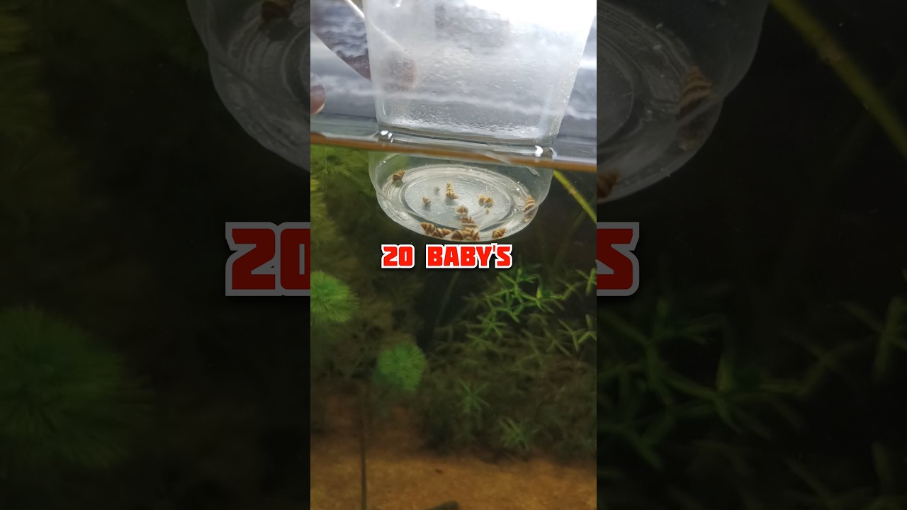 MY ASSASSIN SNAIL GIVES 20 BABY'S 🐌😳#shorts #ytshorts #short