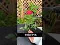 バラを買う必要なし！30日で根が出る水挿し方法