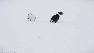 Bull Terrier Snow
