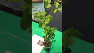 Rose Bank 🌹💐🪴🎁 / "Ring of Fire" Rose Plant! / SDR. 05.18.2026. 🌹💐🪴🎁.