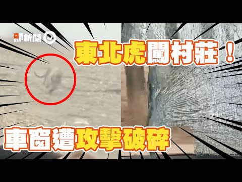 東北虎闖村莊抓傷農民　路人開車「窗戶遭攻擊破碎」｜老虎｜動物｜黑龍江