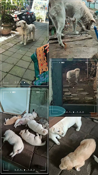 anjing kintamani bali ❤️ anjing cerdas 🤙🏻