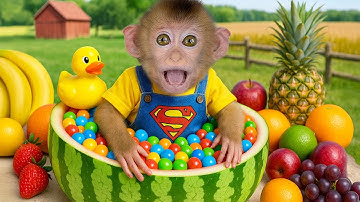 Baby Monkey plays with colorful candies in watermelon bowl with fruits around! | Monkey Momo