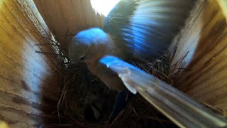 Eastern Bluebird Nest - Carolina Chickadee Got Caught Inside of the Bluebird's Nest and Got Attacked