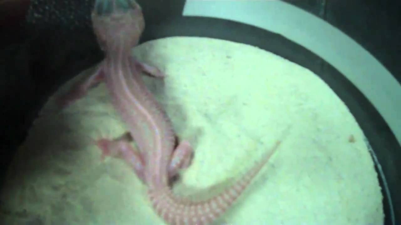 tarantula spider BORIS CHILLIN WITH THE SUPER SNOW LEOPARD GECKO!