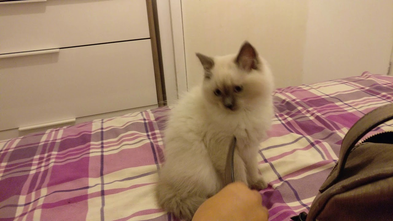 11 weeks kitten.. Henry .. ragdoll - YouTube