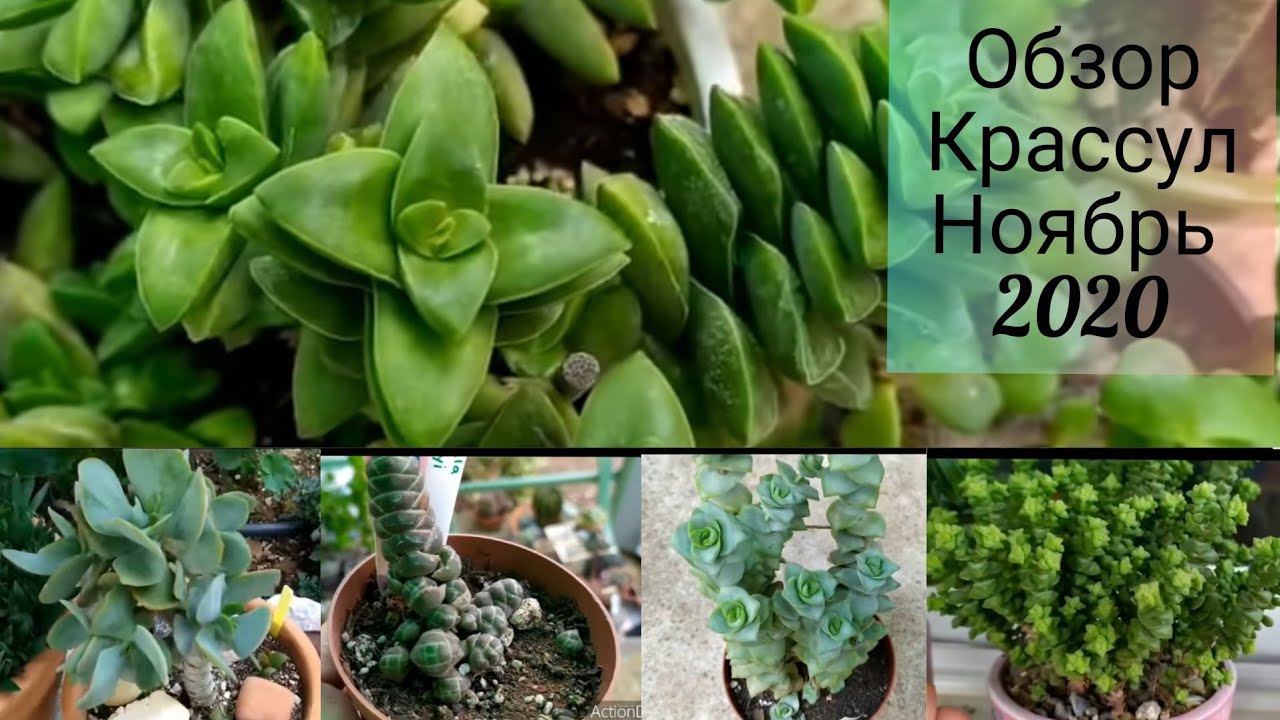 Обзор Коллекции Крассул- Толстянок🌱Ноябрь 2020 #Крассула