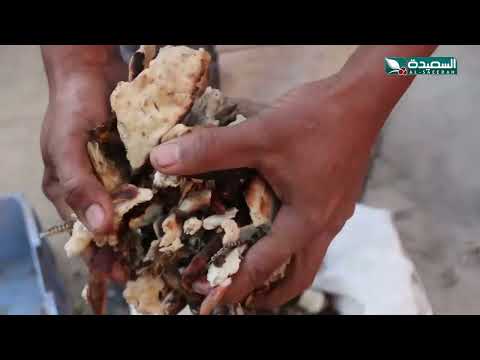هكذا أخترع رجل مسن في دوعن حضرموت آلة لتفتيت طعام المواشي