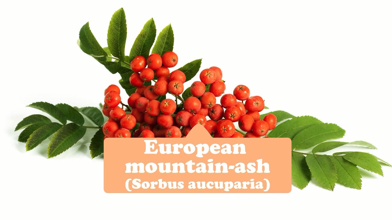 Are Mountain Ash Tree Berries Toxic To Dogs