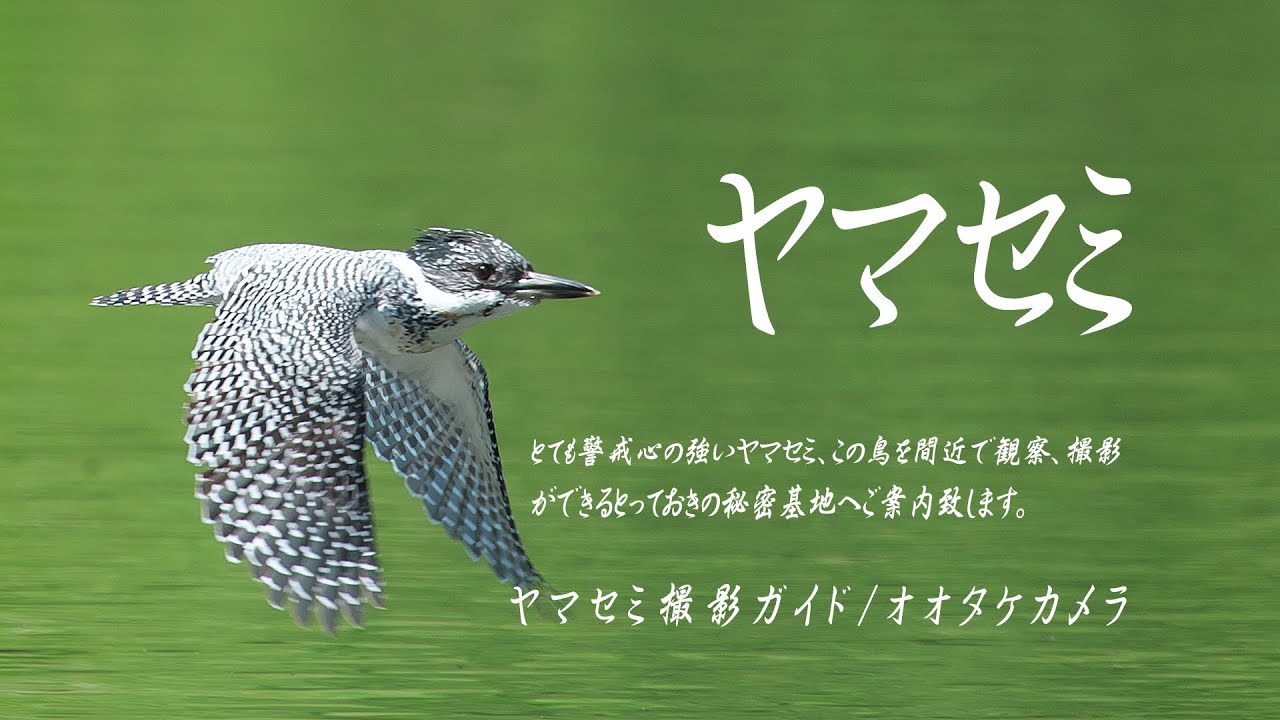 ヤマセミ撮影ガイド ちょっと状況が変わりましたのでお知らせです オオタケカメラ