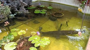 Câu cá Sâu hỏa tiễn quá dễ 😀😀😀