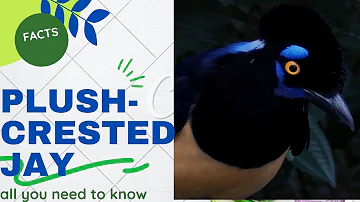 plush-crested jay facts | found in central-southern South America