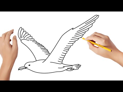 Vídeo: Como Desenhar Uma Gaivota