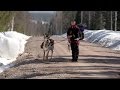 The last generation  sami reindeer herders in swedish lapland documentary