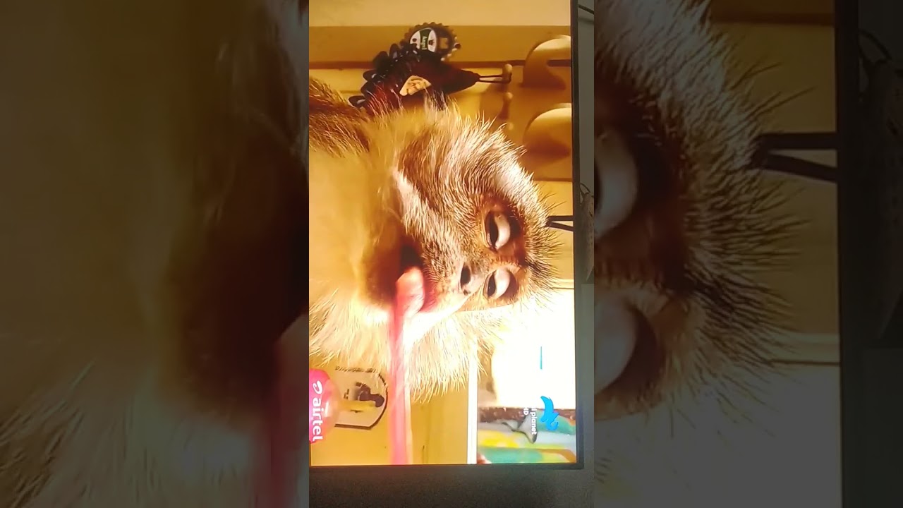 Animal Planet Animal unleashed